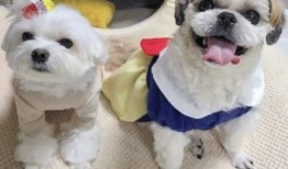 爆料救助狗狗视频大全最新,紧急救援！最新狗狗救助视频大盘点