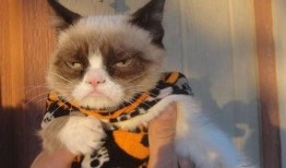 爆料猫咪丑照视频下载,这是哪位喵星人如此“自信”？